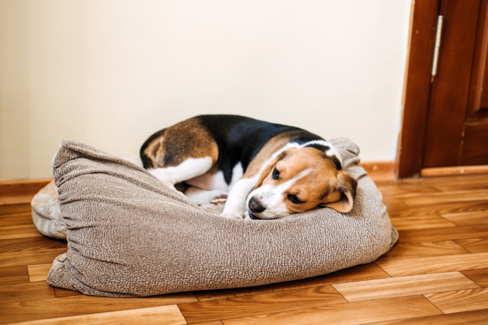 Cachorro deitado em uma cama de tecido cinza no chão de madeira, descansando com a cabeça apoiada e as patas relaxadas em um ambiente interno iluminado.