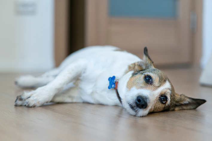 Cachorro pequeno deitado no chão de madeira, relaxado e com expressão calma, usando coleira azul. Ambiente interno desfocado ao fundo, com postura de descanso e tranquilidade.