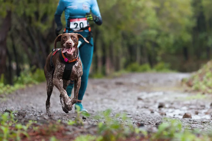 Cachorro correndo com o tutor em uma trilha de floresta, participando de uma corrida ou treinamento ao ar livre.