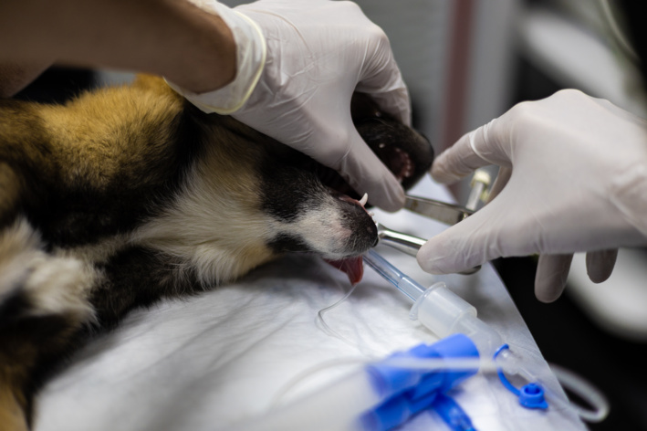 veterinario-aplicando-medicacao-em-cao-com-seringa.webp