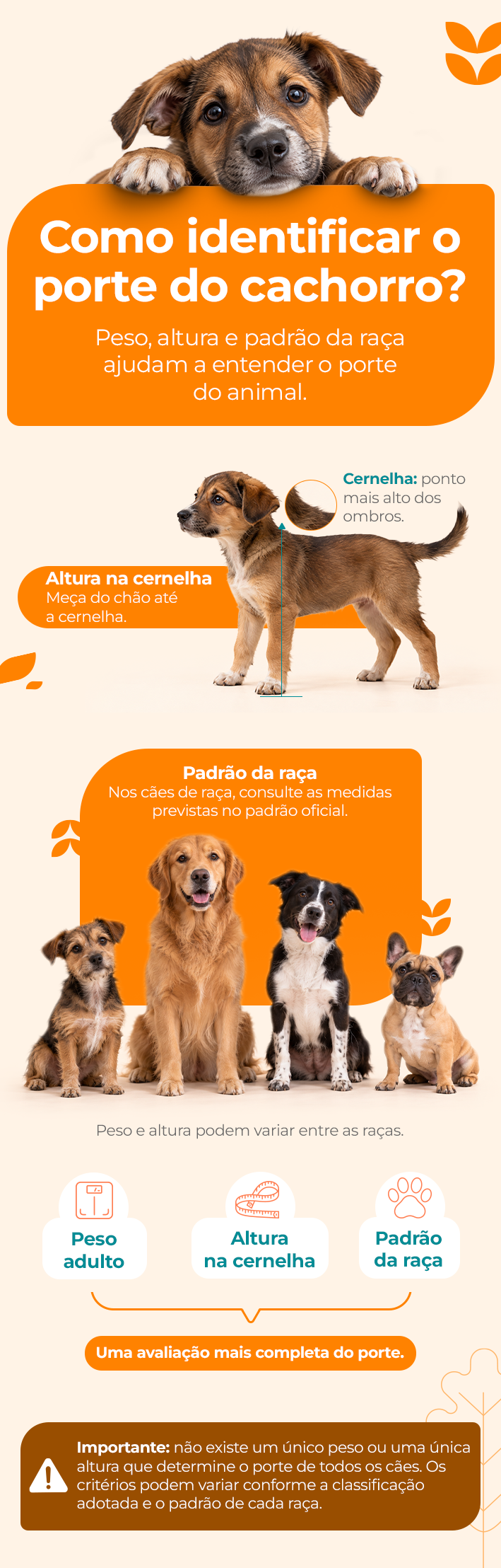 infográfico como identificar o porte do cachorro