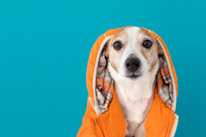 cachorro com roupa de frio