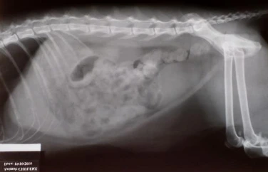 Radiografia fecaloma em gatos