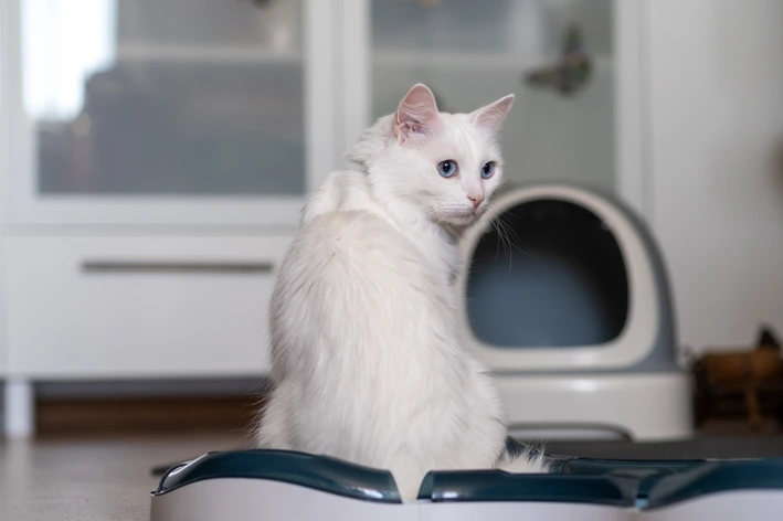 imagem de Fecaloma em gatos: como identificar, tratar e ajudar um felino com fezes ressecadas