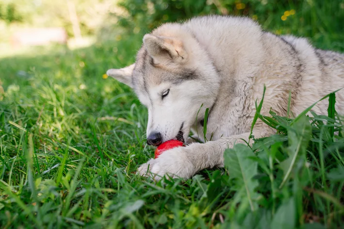 cachorro brincando com brinquedo kong