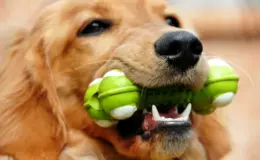 brinquedos para cachorro morder e roer
