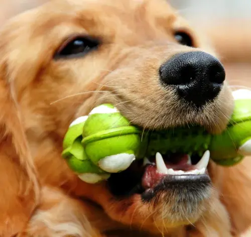 brinquedos para cachorro morder e roer