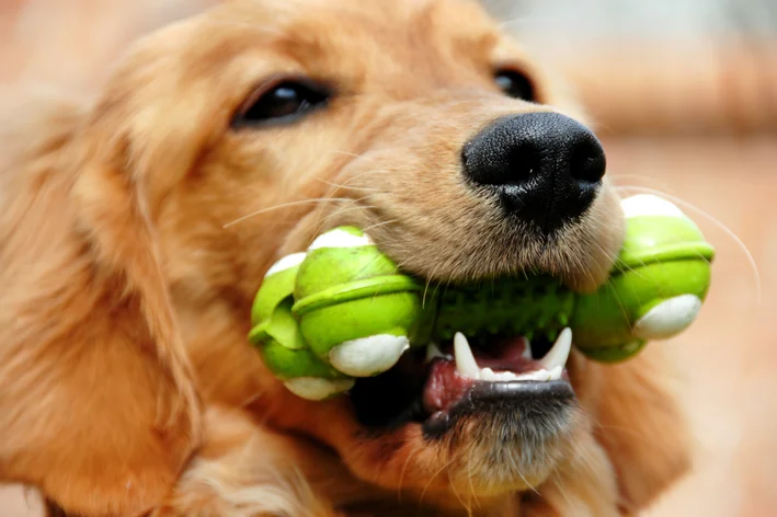 brinquedos para cachorro morder e roer