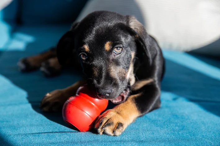 cachorro brincando com kong