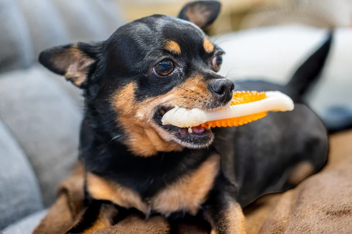 brinquedos para cachorros morder