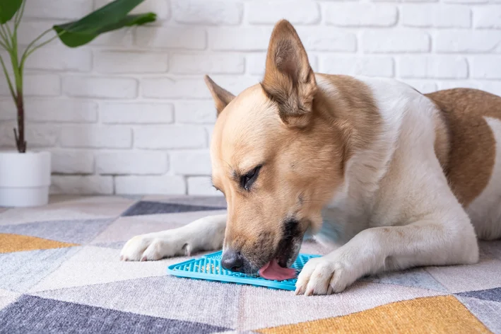cachorro lambendo tapete com petisco