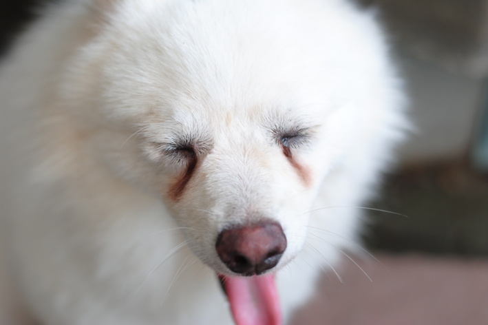 cachorro bramco com manchas de lágrimas ácidas