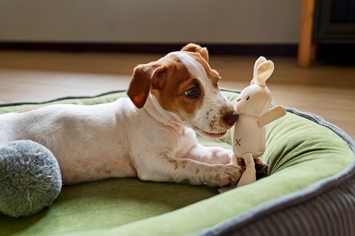 Pelúcia para cachorro