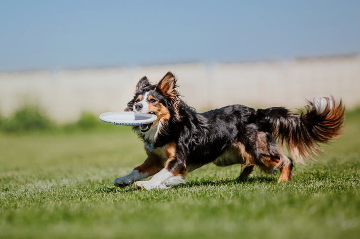 brinquedos tipo frisbee para cachorro