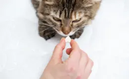 administrando comprimido em gato