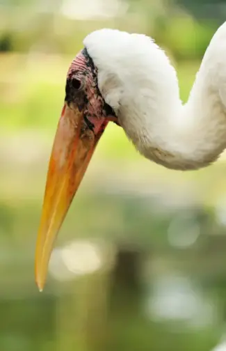 Por que as aves não têm dentes