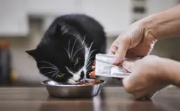 Gato frajola comendo um sachê para gatos