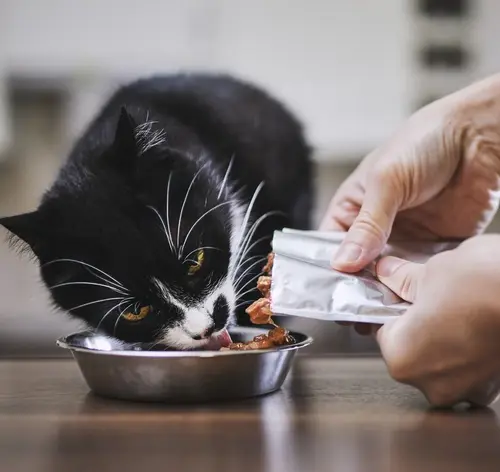 Gato frajola comendo um sachê para gatos