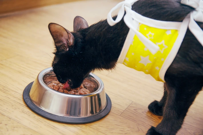 Gato castrado comendo sachê