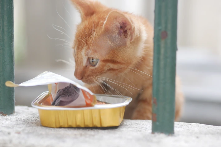 Gato filhote comendo sachê