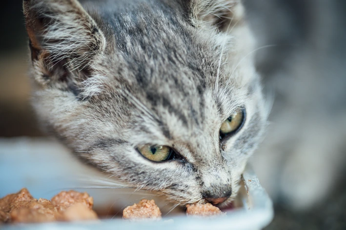 Gato idoso comendo sachê