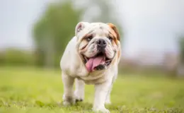 tipo de bulldog