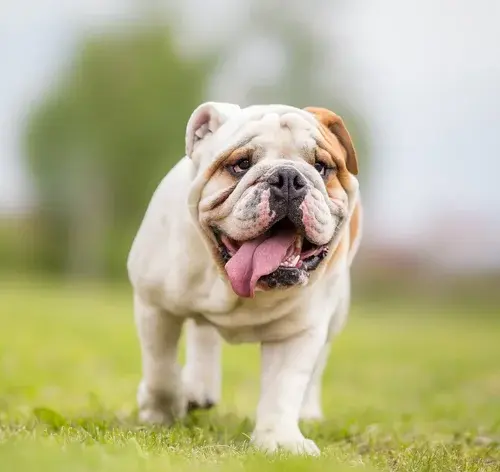 tipo de bulldog