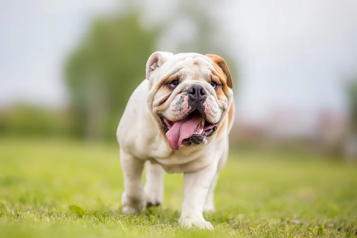 tipo de bulldog