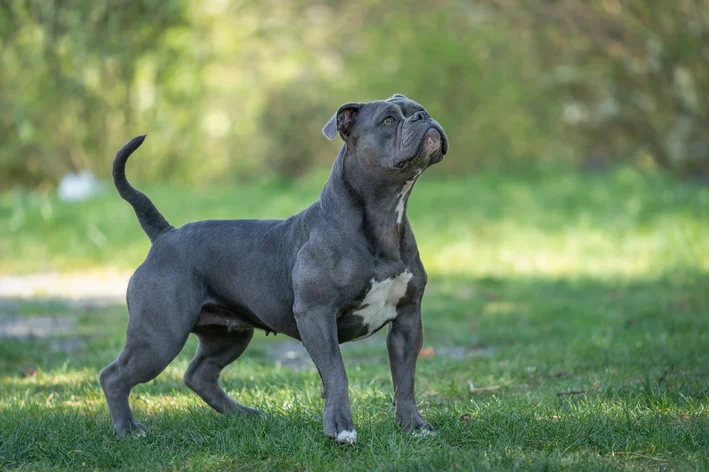 Olde English Bulldogge