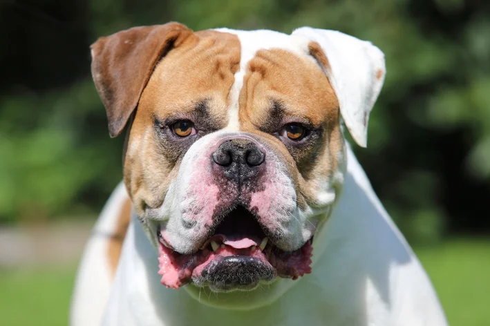 Bulldog Americano