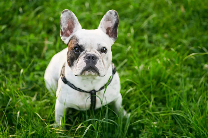bulldog francês