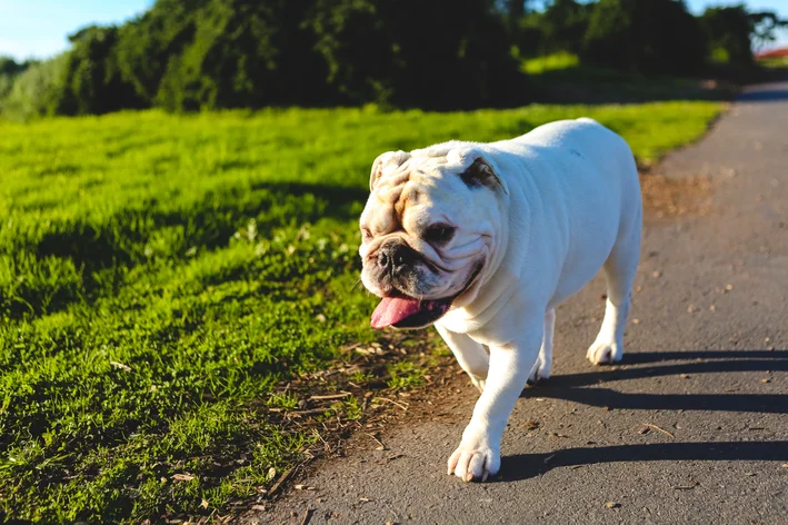 Bulldog Inglês