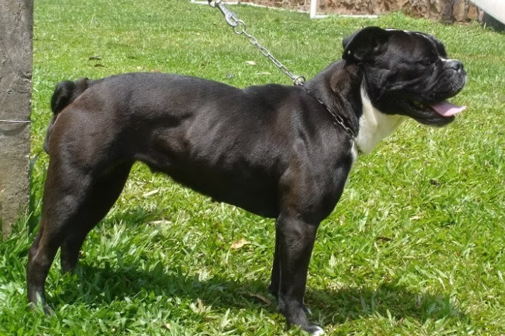 Bulldog Serrano