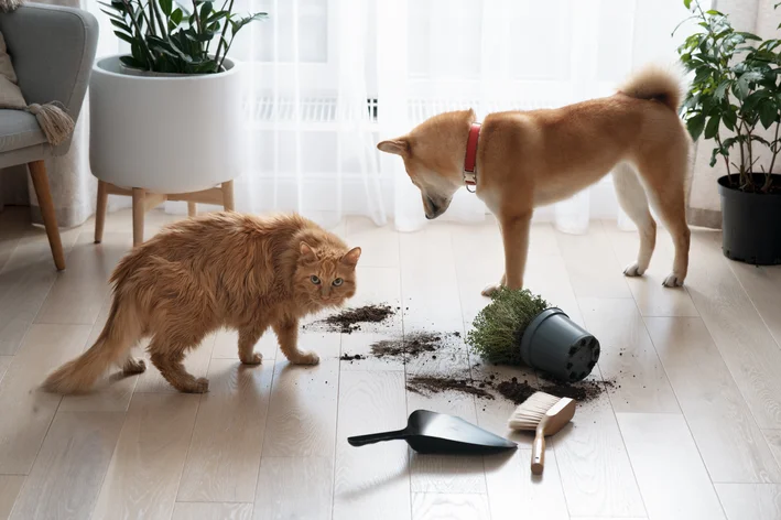Cachorro e gato para criança