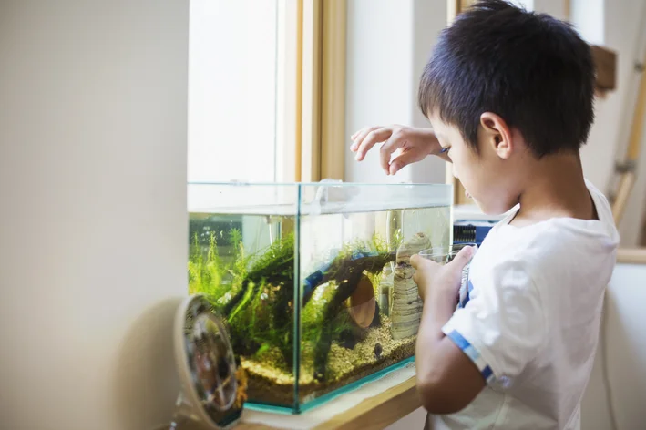 Peixe para criança