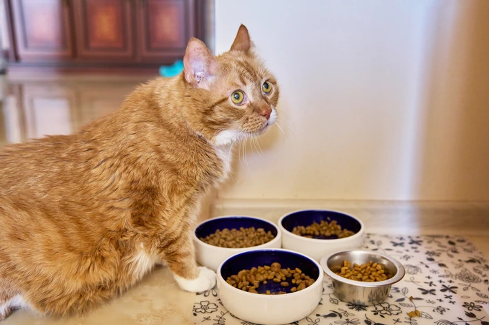 imagem de 6 melhores rações para gatos castrados: descubra as marcas mais recomendadas do ano