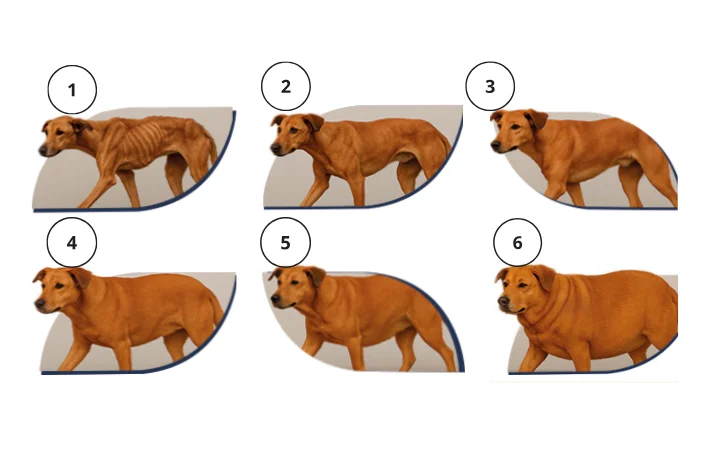 gráfico cachorro gordo