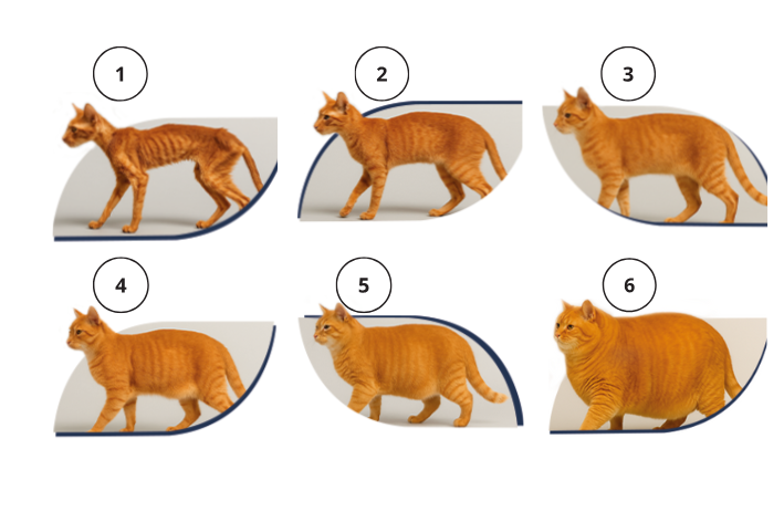 escala ECC para gatos