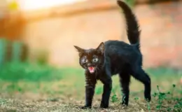 Gato preto filhote com pelos arrepiados, provavelmente com medo.