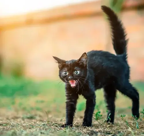 Gato preto filhote com pelos arrepiados, provavelmente com medo.