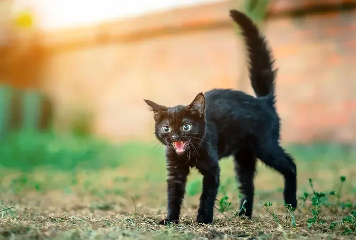Gato preto filhote com pelos arrepiados, provavelmente com medo.
