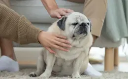 Será que seu cachorro está acima do peso