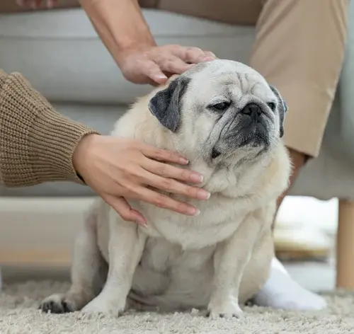 Será que seu cachorro está acima do peso