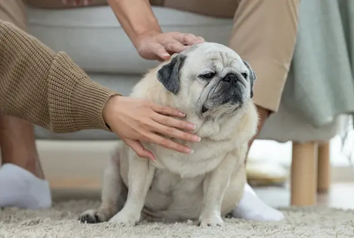 Será que seu cachorro está acima do peso