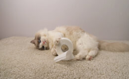diarreia em gatos