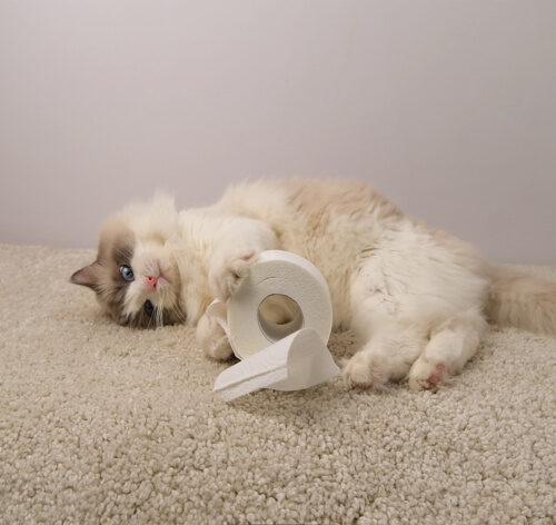 diarreia em gatos