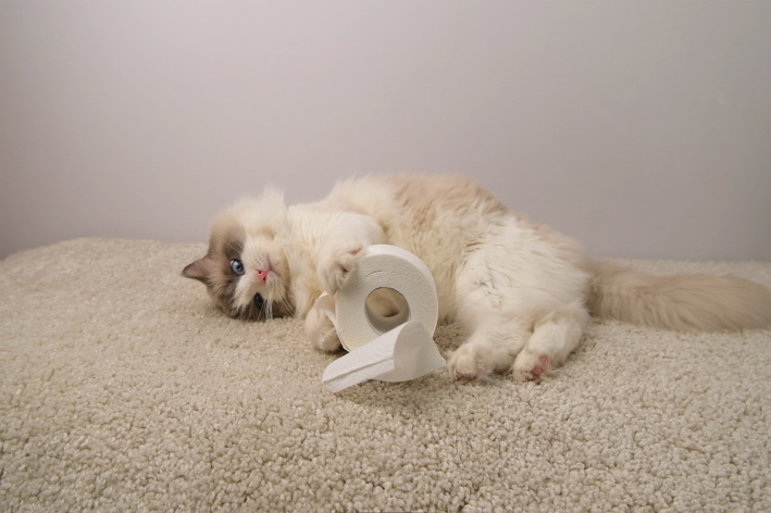 imagem de Diarreia em gatos: entenda o que causa e como ajudar seu pet