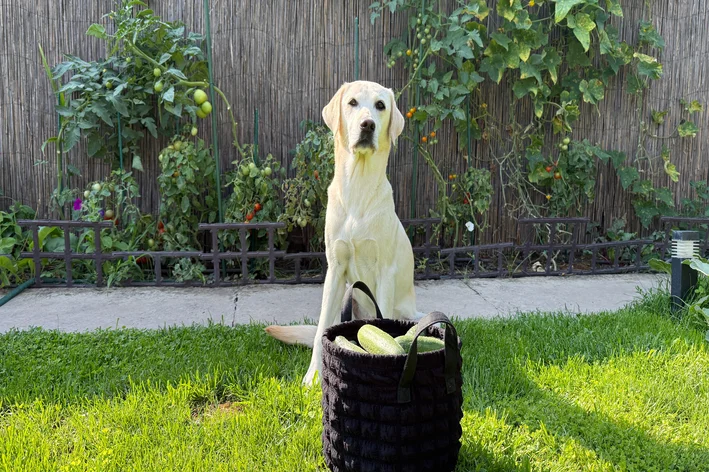 abobrinha para cachorro