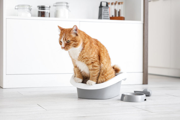 Diarreia em gatos: entenda o que causa e como ajudar seu pet gato usando caixa de areia