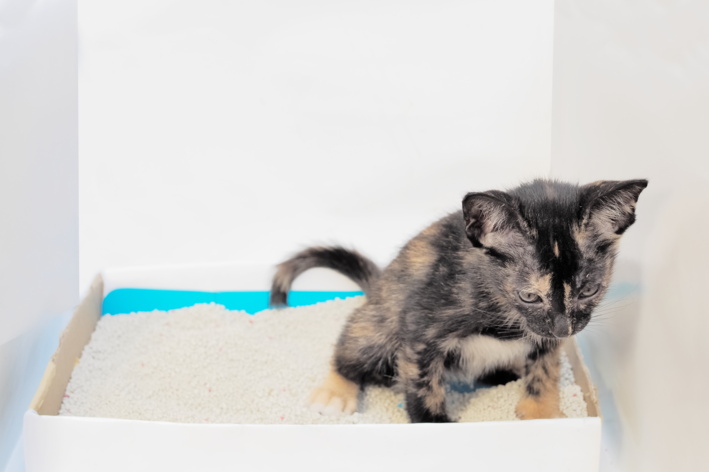Diarreia em gatos: entenda o que causa e como ajudar seu pet gato filhote usando caixa de areia